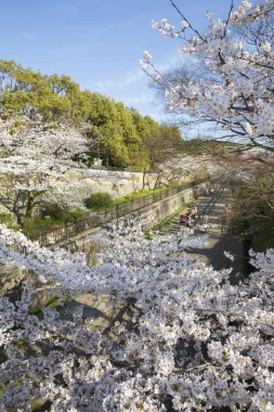 Japon tapınağında güzel kiraz çiçekleri.
