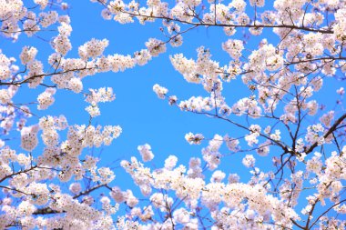 İlkbaharda güzel kiraz çiçekleri