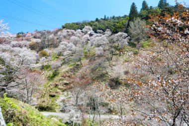 İlkbaharda kiraz ağaçlarının ve çiçeklerin güzel manzarası        
