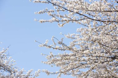 Güzel beyaz kiraz çiçeği