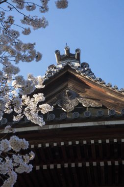 Japon tapınağında güzel kiraz çiçekleri.