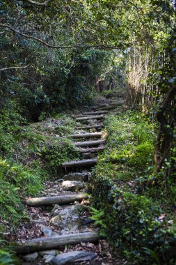 Güzel dolambaçlı orman yolu
