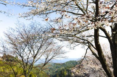 Parkta beyaz kiraz çiçeği, Japonya 