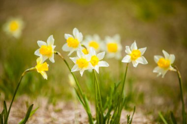 Güzel nergisli bahar arkaplanı Çiçekler.     