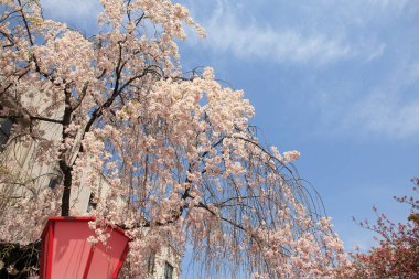 Mavi arka planda güzel bahar çiçekleri      