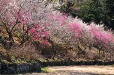 Japonya 'da güzel kiraz çiçekleri