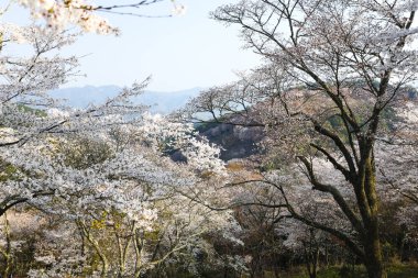 Parkta beyaz kiraz çiçeği, Japonya 