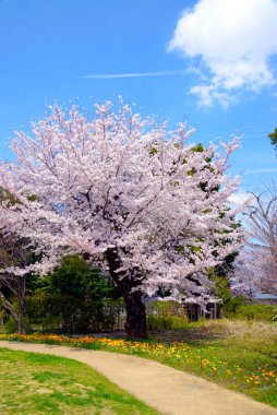 Bahar bahçesinde çiçek açan kiraz çiçekleri.          