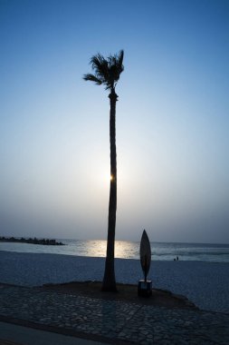 Sahilde güzel bir palmiye manzarası. Gündüz deniz manzarası 
