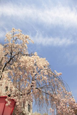 Mavi arka planda güzel bahar çiçekleri      