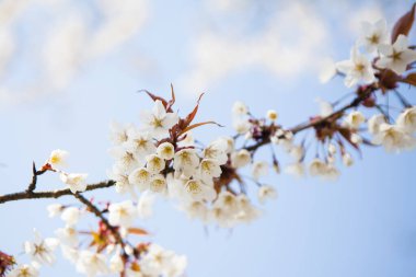 Parkta beyaz kiraz çiçeği, Japonya 