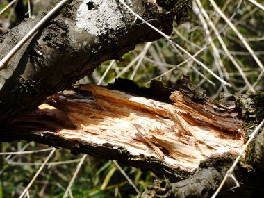 Ağaç kabuklarına ve bulanık çimenlere yakın doğal arka plan