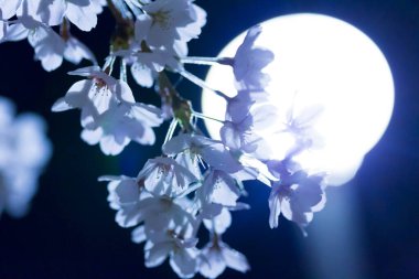 Güzel ilkbahar beyaz kiraz çiçekleri 