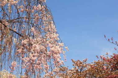 Mavi arka planda güzel bahar çiçekleri      