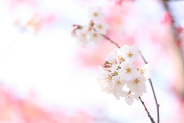 İlkbaharda doğa arka planında kiraz çiçeği açar.