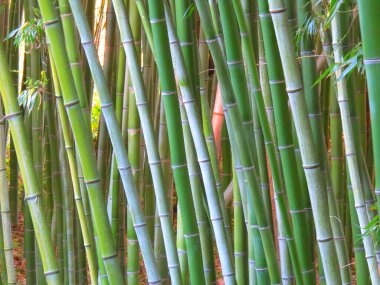 Doğada gündüz vakti bambu ormanı