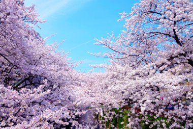 Parkta güzel bahar çiçekleri, kiraz çiçekleri 