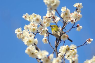 Çiçek açan ağacın dalındaki kuş.