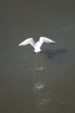 Beyaz martı deniz suyunun üzerinde uçuyor