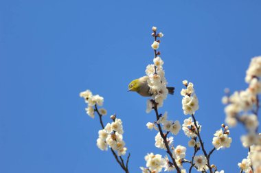 Çiçek açan ağacın dalındaki kuş.