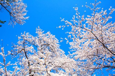 Bahçede kiraz ağacı çiçeği