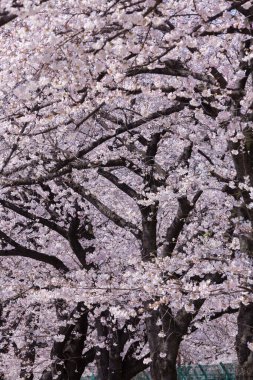 güzel çiçek açan ağaçlar bahar