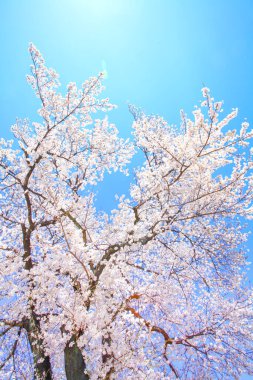 Parktaki güzel kiraz ağacı