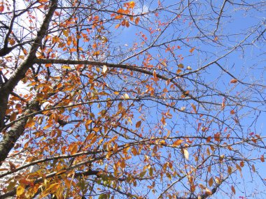 Renkli sonbahar yaprakları ve sanatsal ağaç dalları