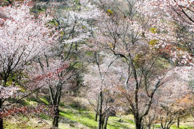 Parkta beyaz kiraz çiçeği, Japonya 