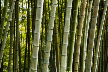 Japonya 'da sabahları bambu ormanı