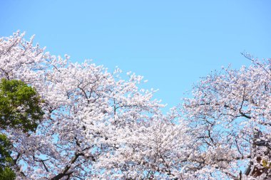 kiraz çiçeği ve mavi gökyüzü