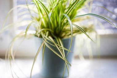 Pencere kenarındaki saksıda yeşil bitki, kapat.