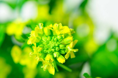 Bahçedeki güzel sarı çiçekler