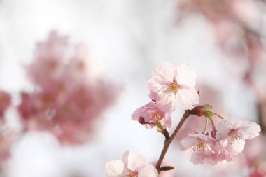 Bahar mevsiminde ağaç dallarında güzel pembe sakura çiçekleri        