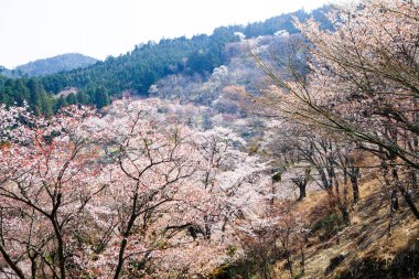 Parkta beyaz kiraz çiçeği, Japonya 