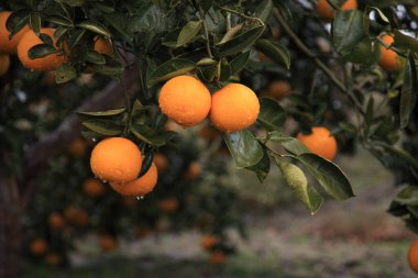 Bahçedeki ağaçta olgun portakal meyveleri