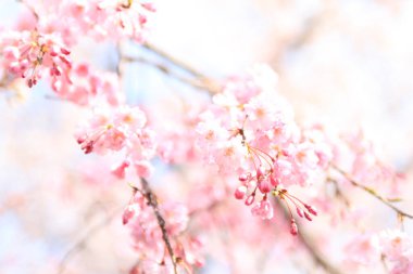 Tam bloom kiraz çiçekleri güzel