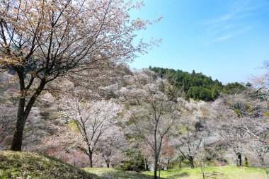 Parkta beyaz kiraz çiçeği, Japonya 