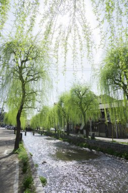 Gün ışığı, yazın Asya 'da göl kenarında sakin bir park olduğunu gösteriyor..