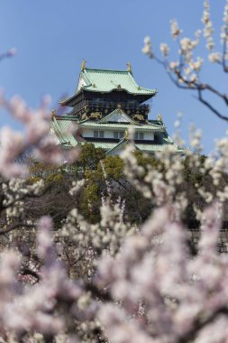 봄에는 벚꽃 오사카 성