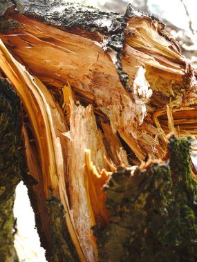 Eski ağaç kabuğu doku. Doğal arka plan