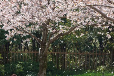 Parkta güzel bahar çiçekleri