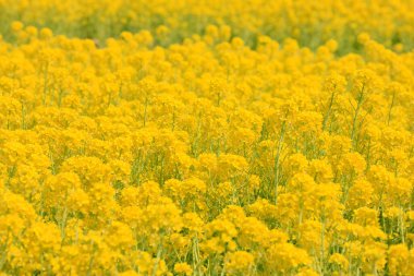 Sarı tecavüz alanı, yakın görüş