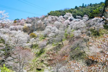 İlkbaharda kiraz ağaçlarının ve çiçeklerin güzel manzarası        