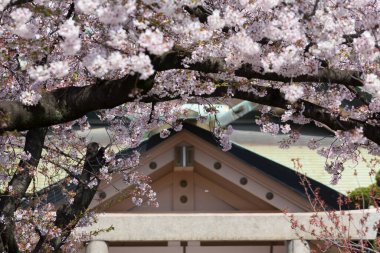 Japonya, Kyoto 'da kiraz çiçeği manzarası