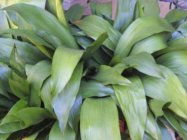 Bahçedeki yeşilliklerin yaprakları  