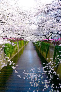 Kiraz ağaçlı güzel bir park manzarası.