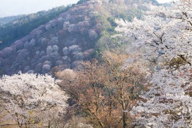 Parkta beyaz kiraz çiçeği, Japonya 