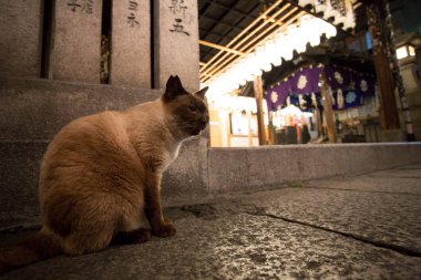 Gece caddesinde taş kaldırımda oturan kedi.