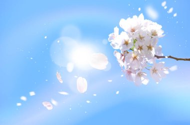 İlkbaharda kiraz çiçeği